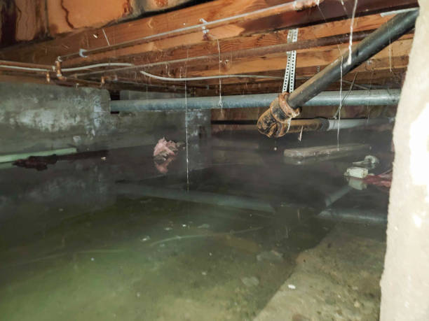  Hidalgo, TX Water damage restoration Pros