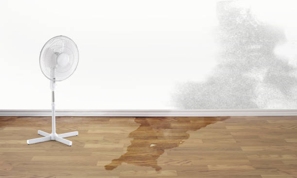 Best Flood restoration services  in Hidalgo, TX