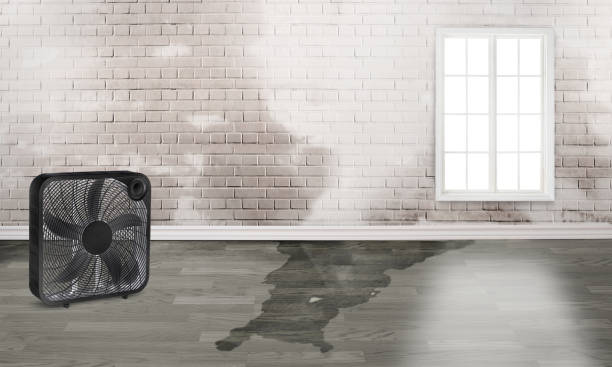Best Commercial water damage restoration  in Hidalgo, TX